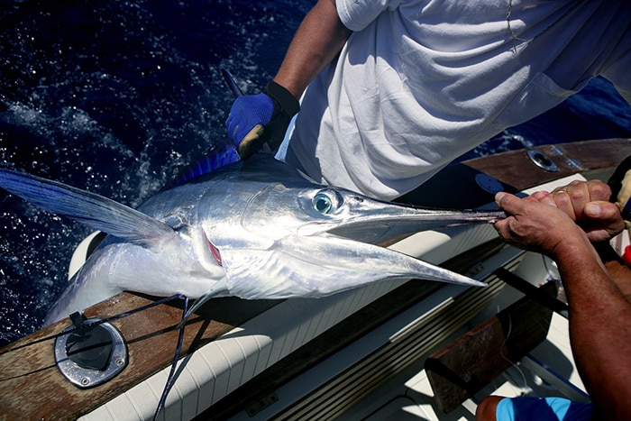 Blue & Striped Marlin Fishing Charter Oahu