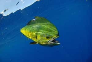 mahi-mahi fishing charter